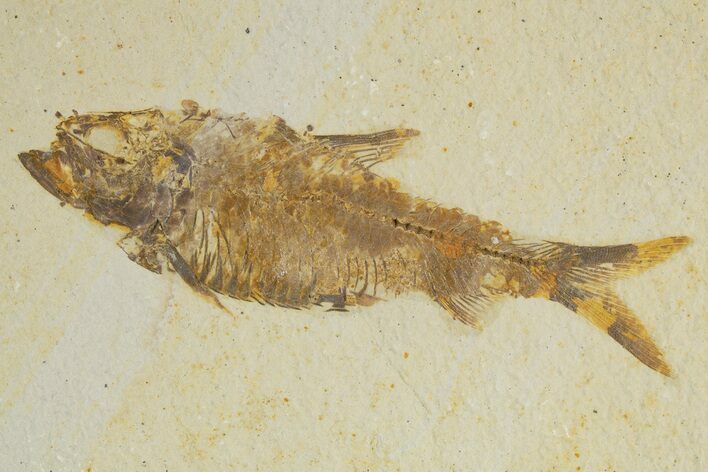 Detailed Fossil Fish (Knightia) - Wyoming #320371